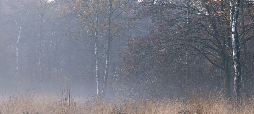Fog in the Leyen - Pano in autumn colours by P Leydekkers - van Impelen