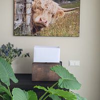 Photo de nos clients: Le Highlander écossais en Écosse dit kiekeboe ! par Karin de Jonge, sur artframe