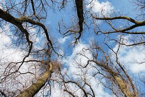 bomen en water en lucht bij het groote wiel bij empel