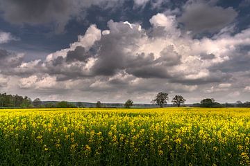 Rapeseed by Ellen Gerrits