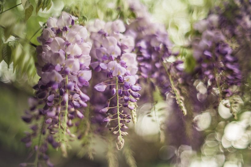 Blue rain by Regina Steudte | photoGina