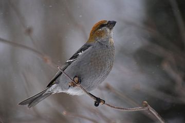 A durbec spruce bird in winter by Claude Laprise