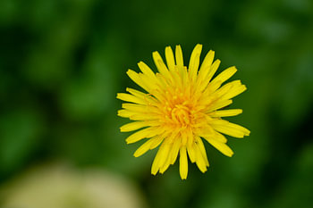 dandelion flower