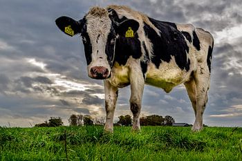 Pink, Fries Stamboekvee