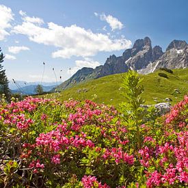 Almrosen am Rinderfeld von Christa Kramer