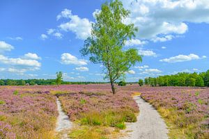 Pfad in einer Heidelandschaft im Sommer