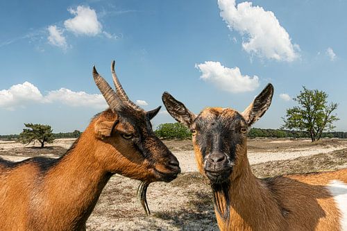 Geitenpaar op Gooise zandverstuiving van Rob Kloosterman