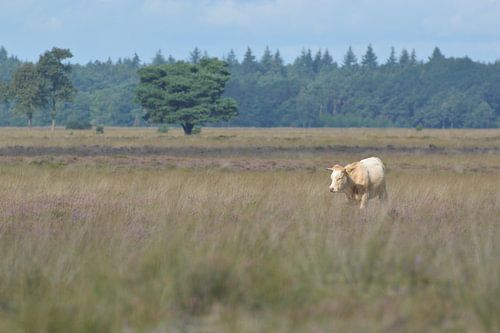 Vache solitaire sur la lande de Dwingelderveld