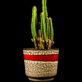 Vintage cactus van Nathalie Pol