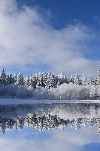 Eerste sneeuw op het bos