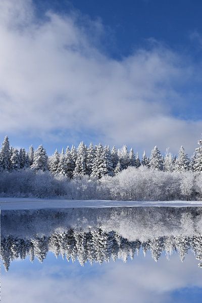 First snow on the forest by Claude Laprise