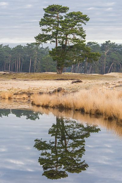 Réflexion d'un arbre par zeilstrafotografie.nl