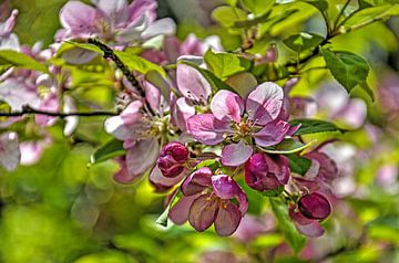 Apfelblüten von Frans Blok