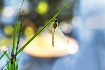 libelle met uistsluiper van Patricia Mallens