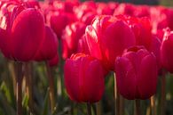 Tulpen veld van Leonie Boverhuis thumbnail