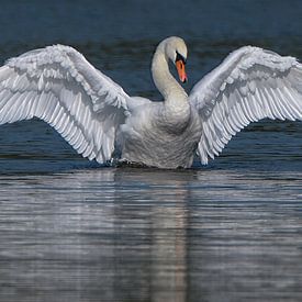 Flaunting Mute Swan by Harry Eggens