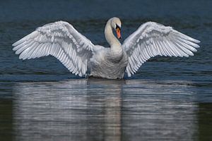 Zur Schau stellender Höckerschwan