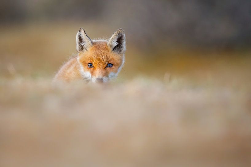 Curieux par Pim Leijen