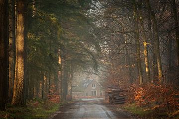 Avenue forestière dans la brume donnant sur une maison sur KB Design & Photography (Karen Brouwer)
