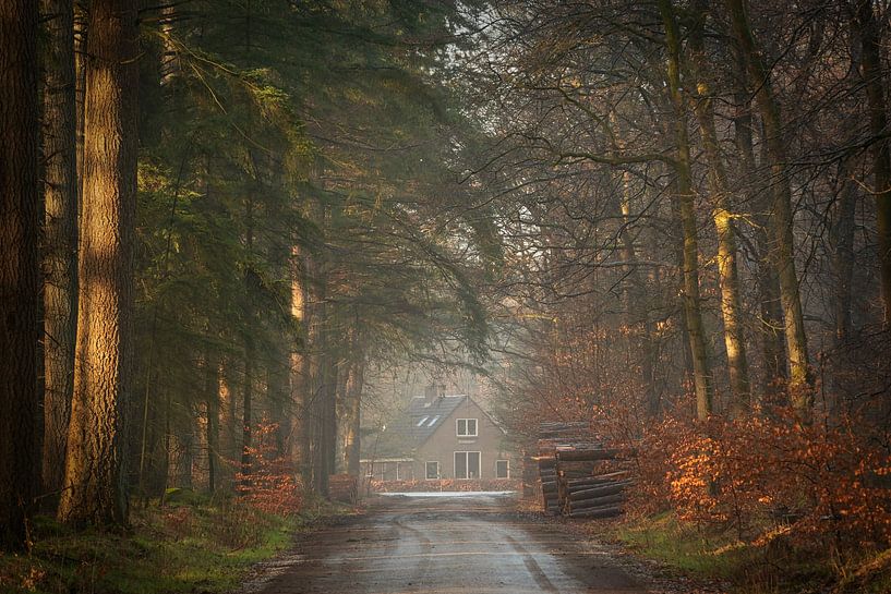 Forest avenue in the mist overlooking a house by KB Design & Photography (Karen Brouwer)
