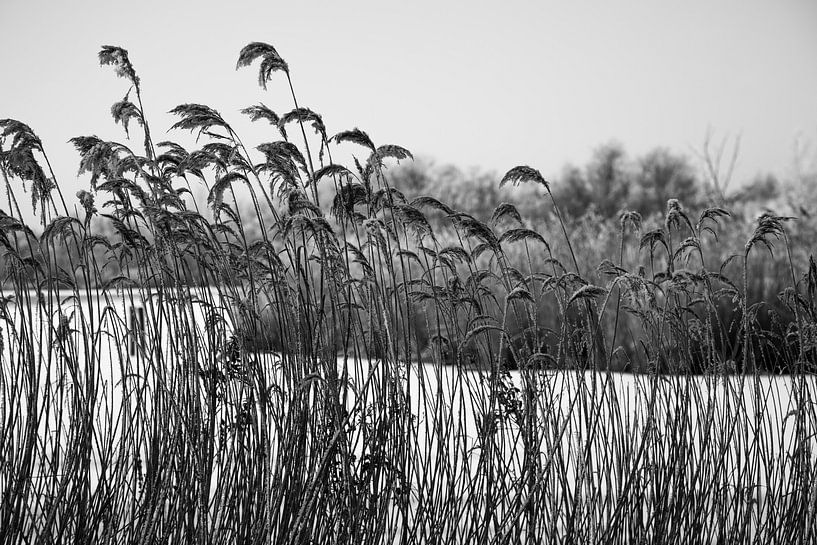 winter cane by Peter Leenen