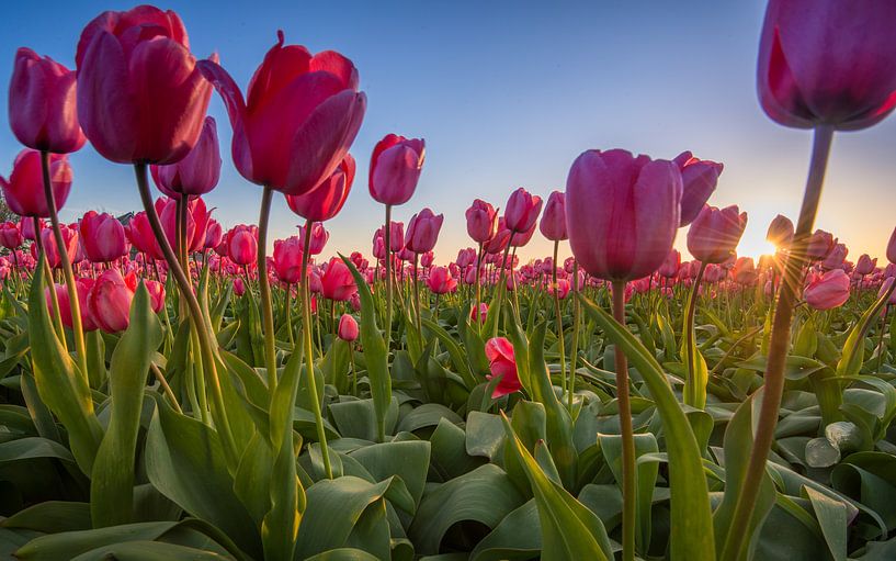 Tulpen aus Amsterdam von Martijn Kort