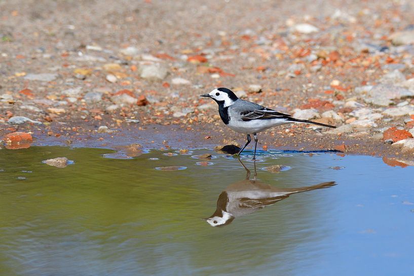 Bonte Kwikstaart van Karin Jähne