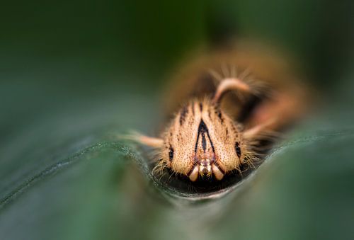exotische rups op blad