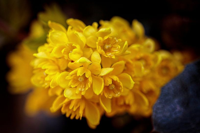 Berberis van Rob Boon