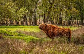 Scottish Highlander by John Kreukniet