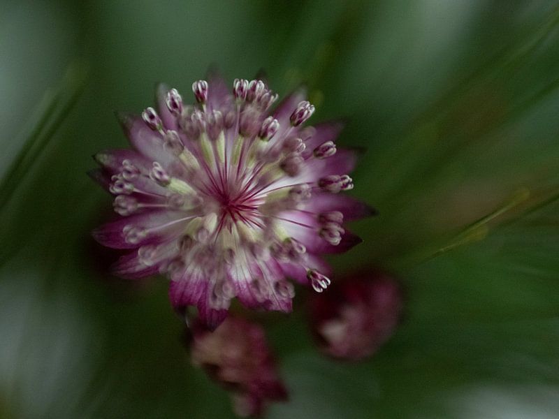 Macro of a Thistle by Ton Dekkers