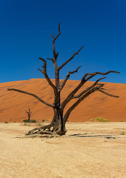 Sossusvlei Namibia (12) by Adelheid Smitt