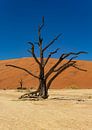 Sossusvlei Namibia (12) by Adelheid Smitt thumbnail