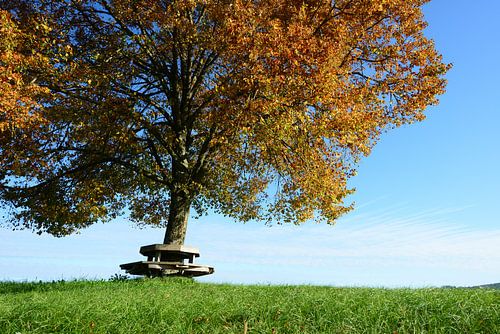 Linde im Herbst