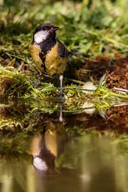 Great Tit (Parus major)