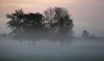 mist hat froast yn 'e kist