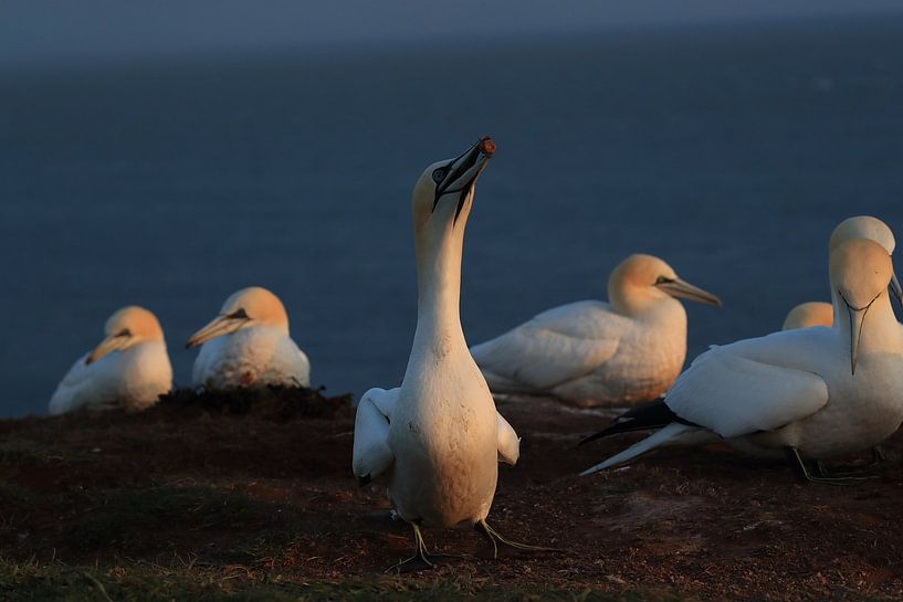 Jan-van-genten Helgoland Eiland Duitsland van Frank Fichtmüller