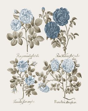 Basilius Besler-Krautrose Provincis-Rose Apothekerrose et al