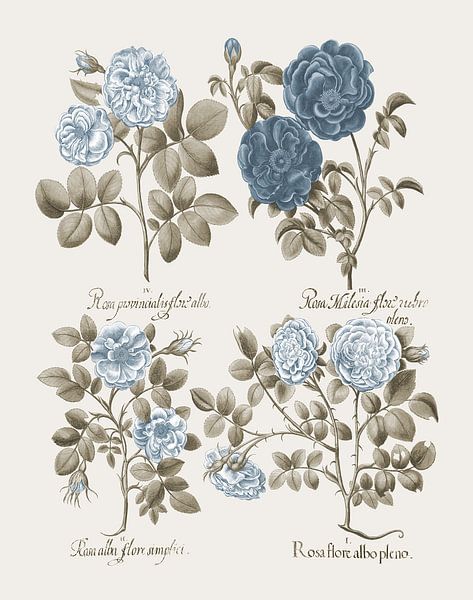 Basilius Besler-Cabbage rose Provincis rose Apothecary s rose et al by finemasterpiece