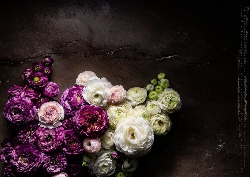 THERE IS A WAY BETWEEN VOICE AND PRESENCE_RANUNCULUS von Patricia Versluis-van Berkel