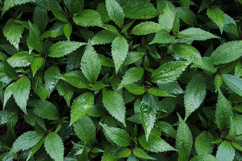 Macrofotografie planten - vocht en leven