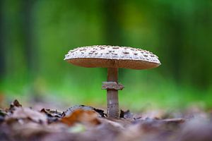 Parasolzwam op de grond van een loofbos in de herfst