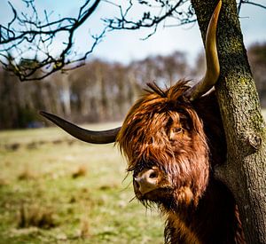 Bonjour, Highlander.