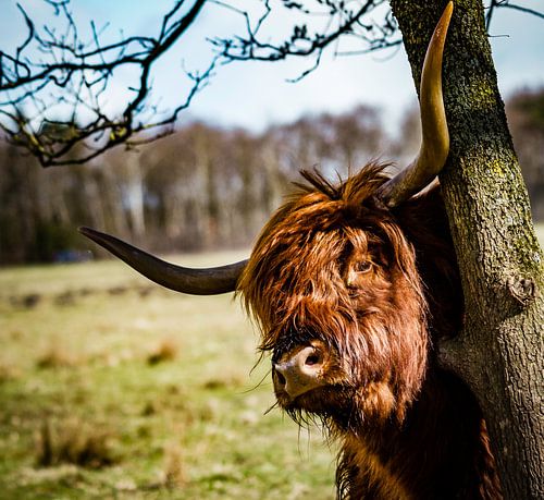 Good morning, Highlander.