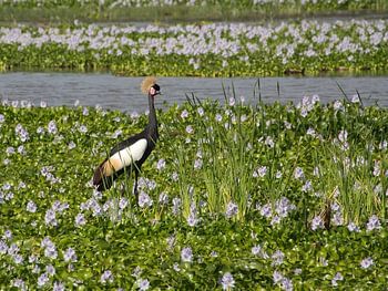 Kronenkranich in der Landschaft