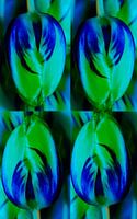 Tulpen