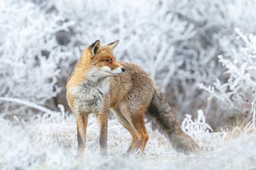 Red fox in wintertime by Menno Schaefer