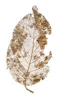 beech leaf skeleton