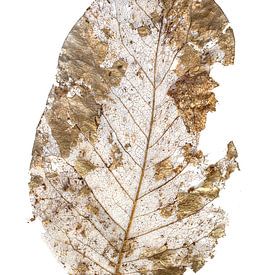 beech leaf skeleton by Marjan Versluijs