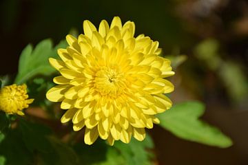 Une fleur de chrysanthème au jardin sur Claude Laprise